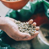 AGUA DULCE GEISHA - HONDURAS